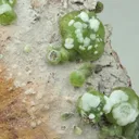 Smithsonite from Greece, Attica, Lavrion Mining District, Sounion - image 2