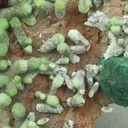 Smithsonite from Greece, Attica, Lavrion Mining District, Sounion - image 4