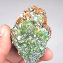 specimen video