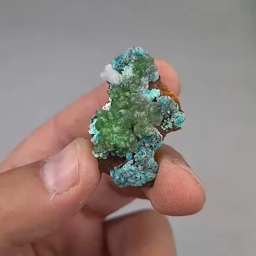 specimen video