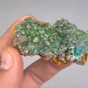 specimen video