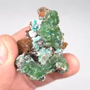 specimen video