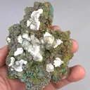 specimen video
