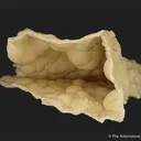 Smithsonite on a Calcite Cast (fluorescent) - image 5