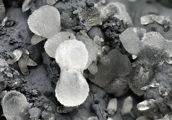 Smithsonite on Coronadite image