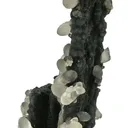Smithsonite on Coronadite - image 4