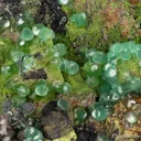 Smithsonite var. Cuprian Smithsonite, with Mottramite - image 2