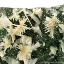 Smithsonite Var. Cuprosmithsonite With Cerussite - image 3