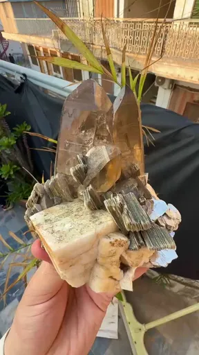 specimen video