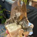 specimen video