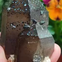 specimen video