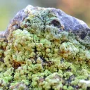 Smoky Quartz & Autunite 785 grams - Kerségalec, Lignol, Pontivy, Morbihan, France - image 6