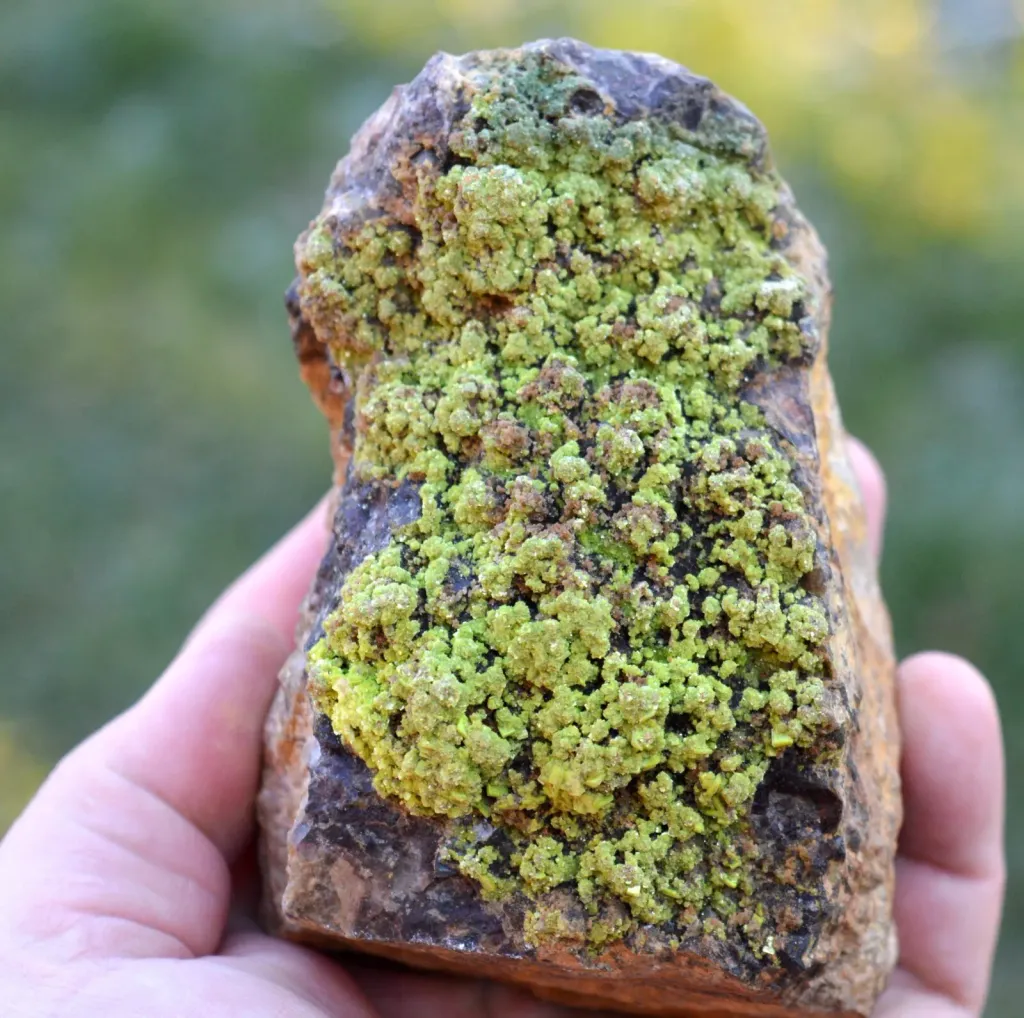 Smoky Quartz & Autunite 785 grams - Kerségalec, Lignol, Pontivy, Morbihan, France image