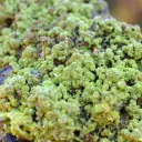 Smoky Quartz & Autunite 785 grams - Kerségalec, Lignol, Pontivy, Morbihan, France - image 2
