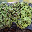 Smoky Quartz & Autunite 785 grams - Kerségalec, Lignol, Pontivy, Morbihan, France - image 5