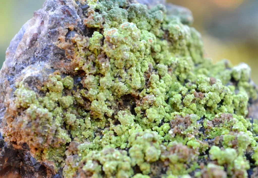 Smoky Quartz & Autunite 785 grams - Kerségalec, Lignol, Pontivy, Morbihan, France - image 4