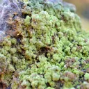 Smoky Quartz & Autunite 785 grams - Kerségalec, Lignol, Pontivy, Morbihan, France - image 4