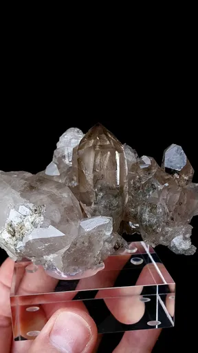 specimen video