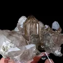 specimen video