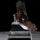 specimen video