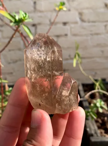 specimen video