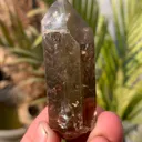specimen video