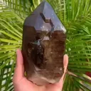 specimen video