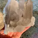 specimen video