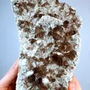 specimen video