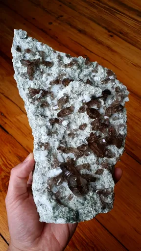 specimen video