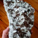 specimen video