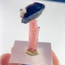 specimen video
