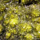 Soddyite With Curite - image 2