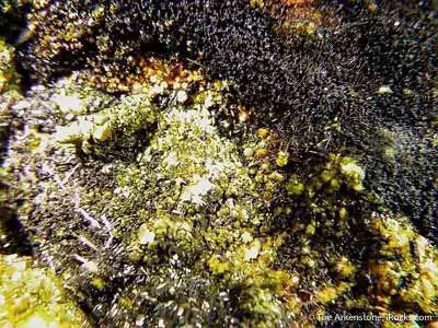 Soddyite With Curite image