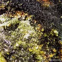 Soddyite With Curite - image 1