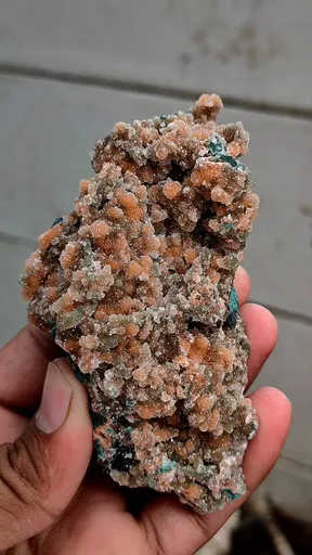 specimen video
