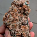 specimen video