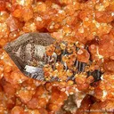 Spesartine Garnet With Smoky Quartz - image 3
