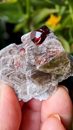 specimen video