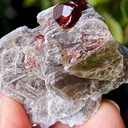 specimen video