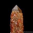 Spessartine Garnet on Smoky Quartz - image 3