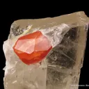 Spessartine on Spodumene with Smoky Quartz - image 1