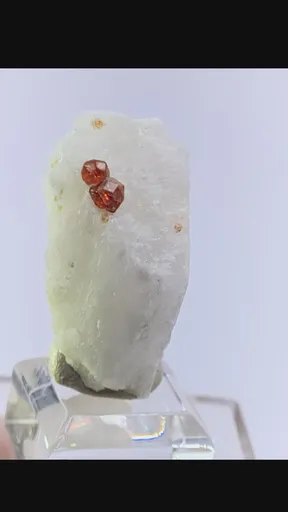 specimen video