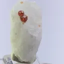 specimen video