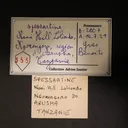 Spessartite Garnet - image 3