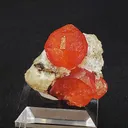 specimen video
