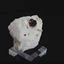 specimen video