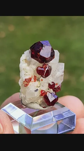 specimen video