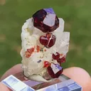 specimen video
