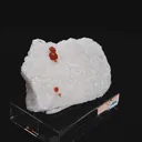 specimen video